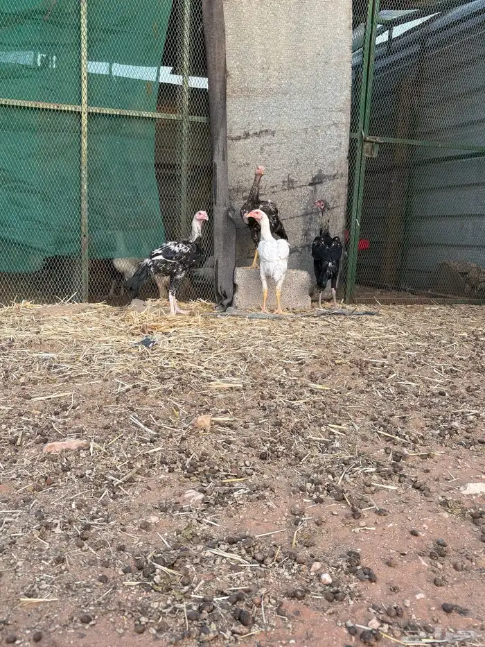 ديوك شامو 3