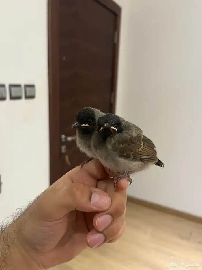 فروخ بلابل كشميري 0