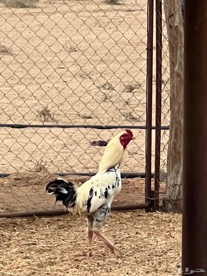 للبيع ديوك باكستاني ومهجن( تم البيع) 2