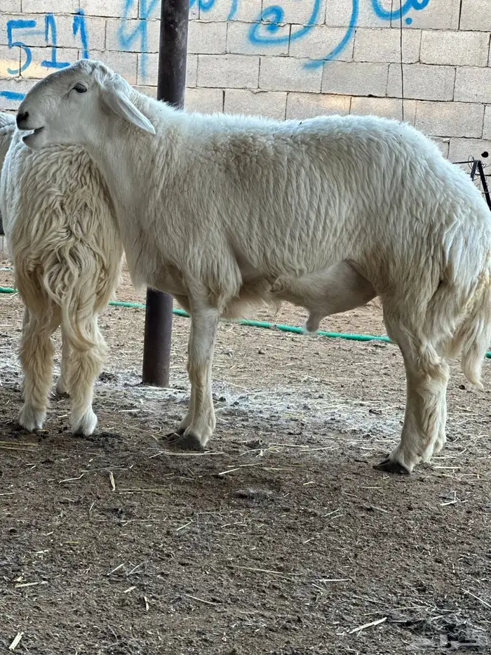 طليان حري تم البيع تم البيع خارج 4