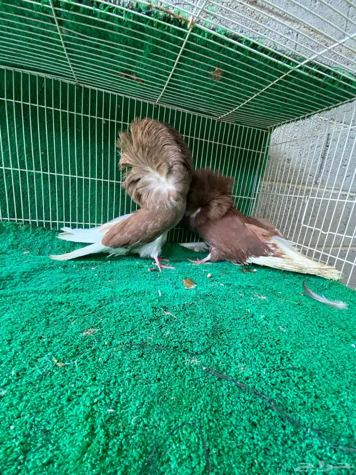 حمام جاكوبين 3