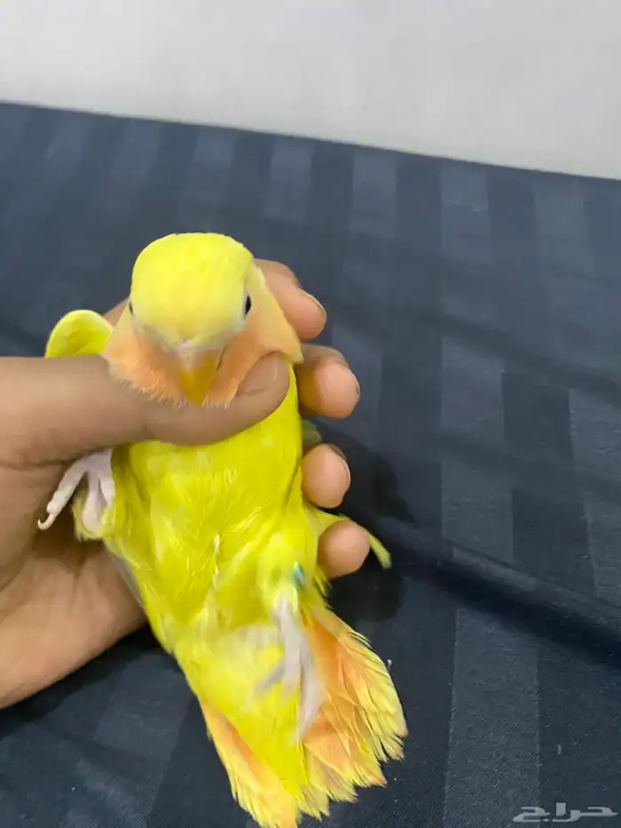 روز أليف 3