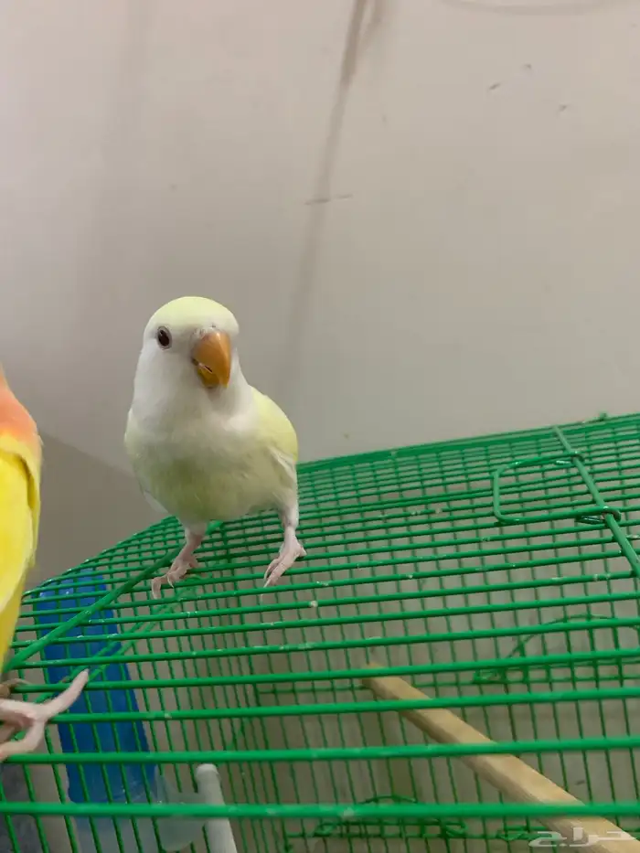 للبيع روز عيون حمر اصفر وليموني 2
