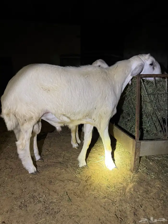 طليان تم البيع 3
