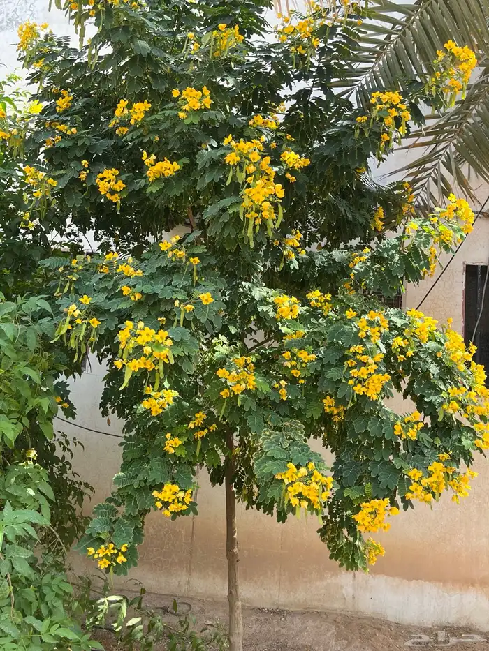 شتلات اشجار زينه وأشجار مثمرة 13