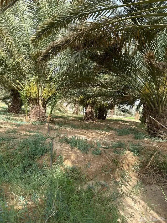 نخل سري للبيع بتمره من مترين إلى ثلاثه متر 2