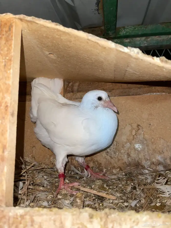 فراخة فرنسي 1