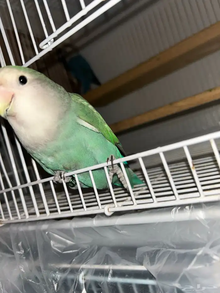 انثى روز منتجه 3