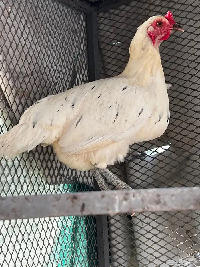 دجاج بلدي ابيض 6