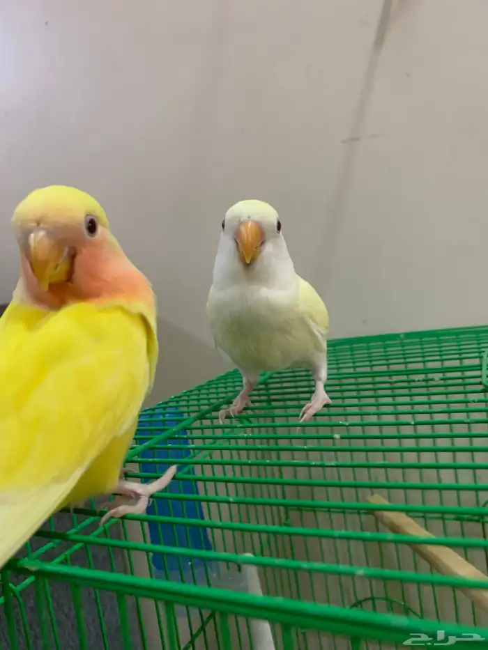 للبيع روز عيون حمر اصفر وليموني 1