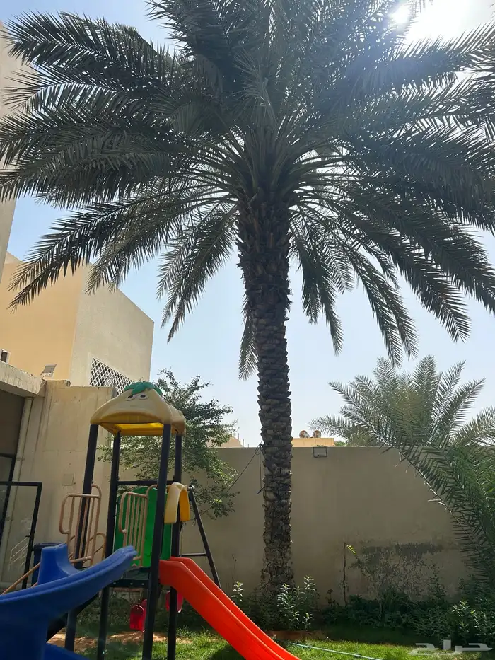 نخله رشوديه 2