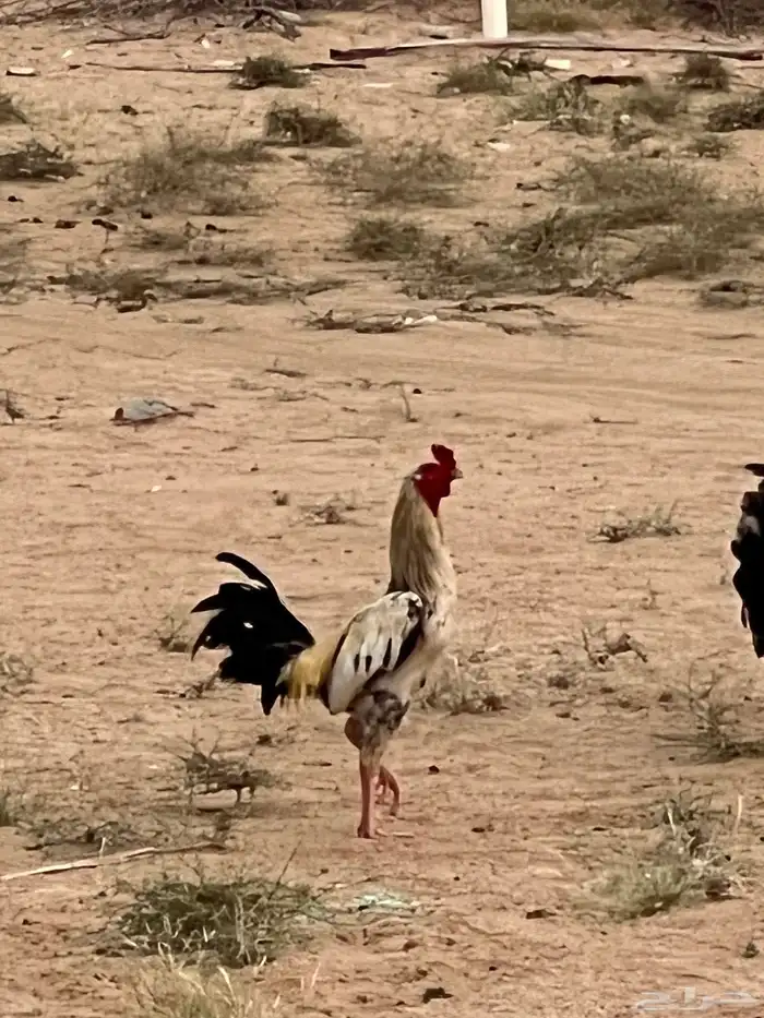 للبيع ديوك باكستاني ومهجن( تم البيع) 5