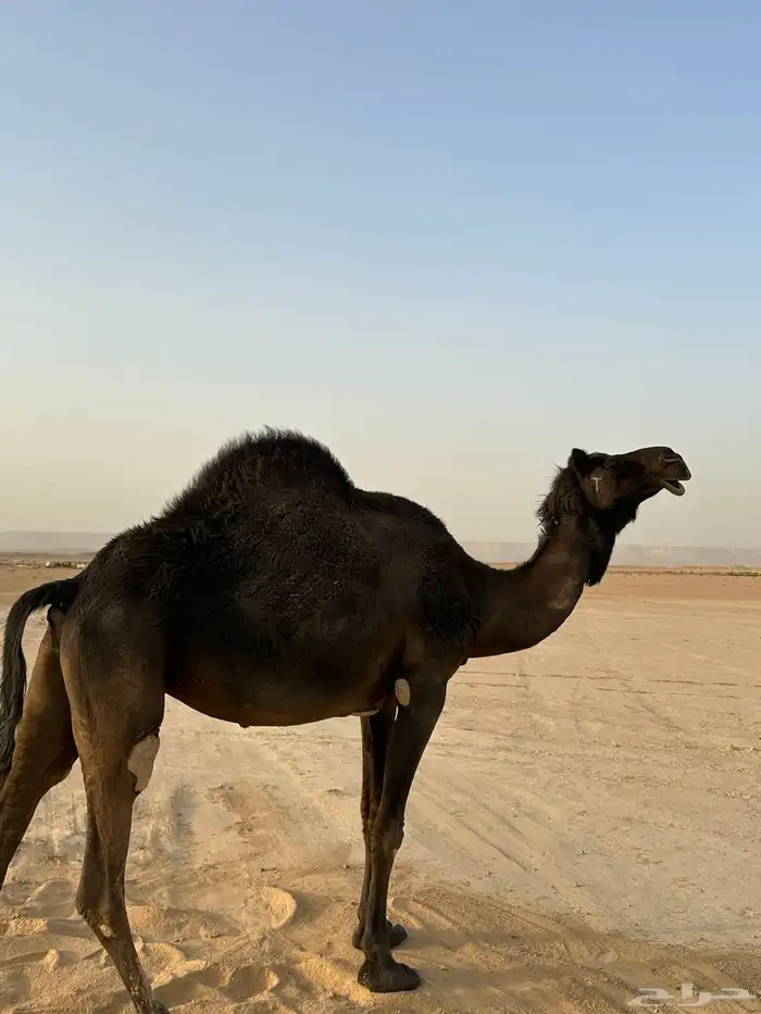 للبيع المجهم لقحه 0