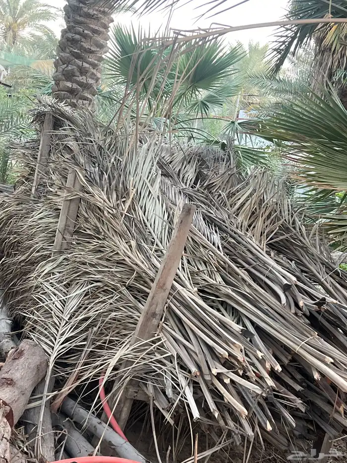 سعف نخيل 0