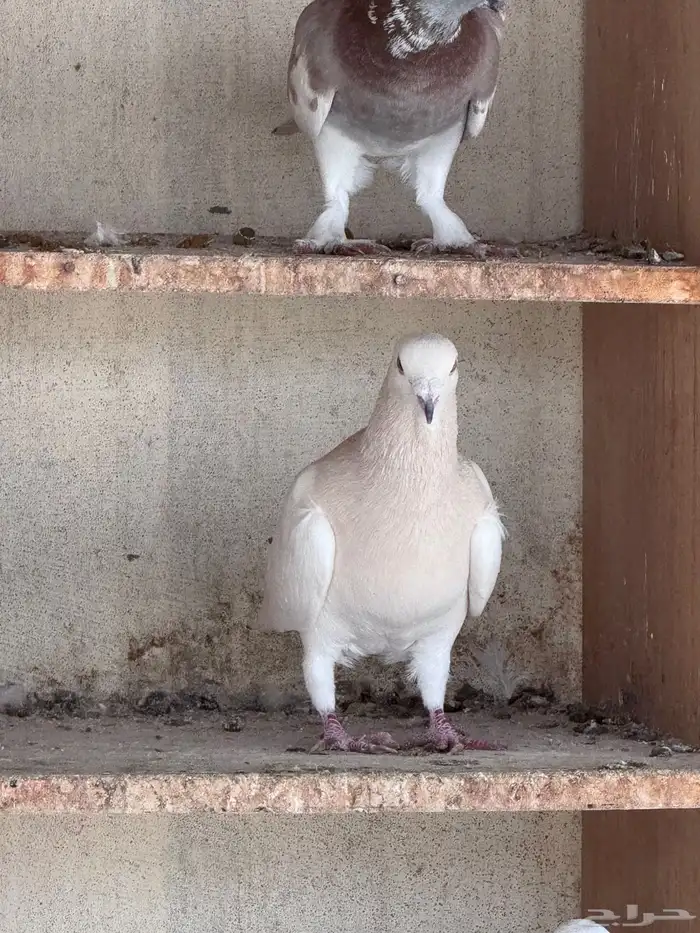 حمام سوري ومسويد رصاصي 6