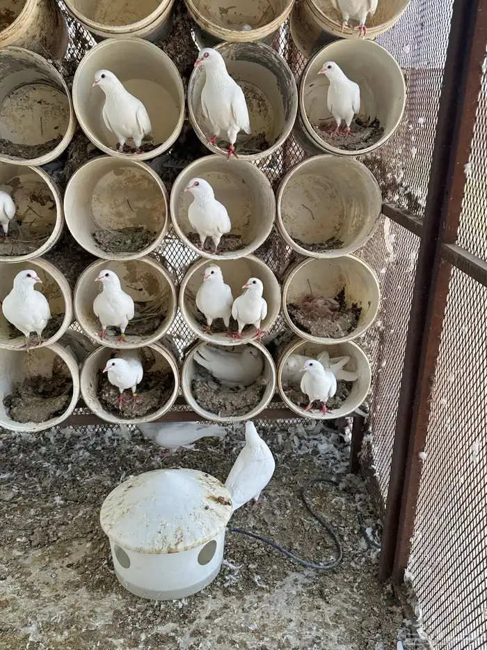 حمام فرنسي سوبر جامبو 1