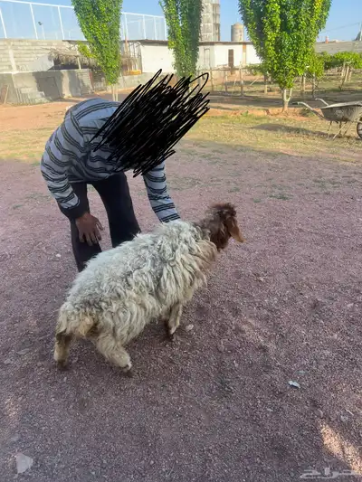 للبيع نعجة عمره حول سنه او سنه وزود صغيرة الحجم جدا حد 1000 4