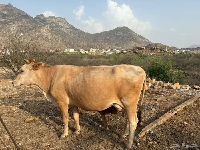 بارق 7