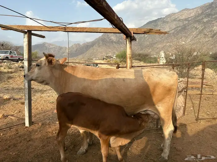 بارق 6