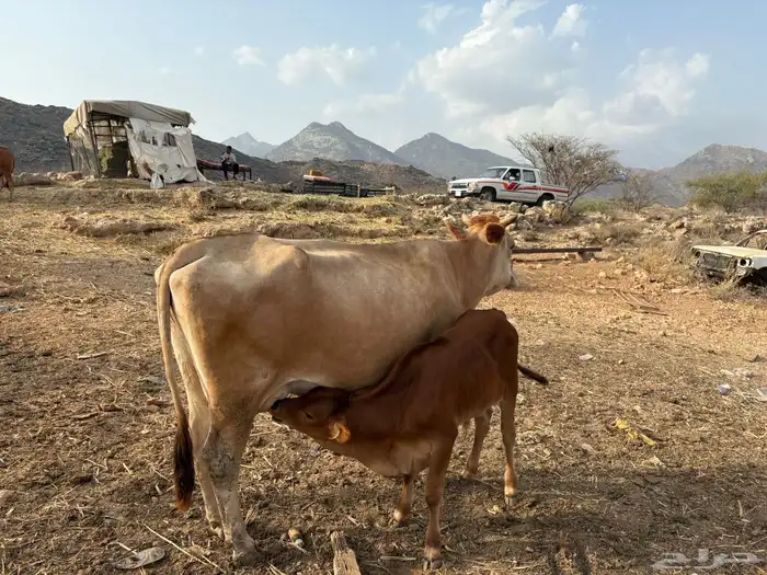 بارق 4
