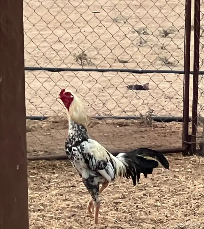 للبيع ديوك باكستاني ومهجن( تم البيع) 0