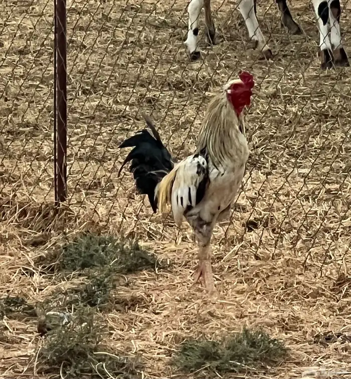 للبيع ديوك باكستاني ومهجن( تم البيع) 4