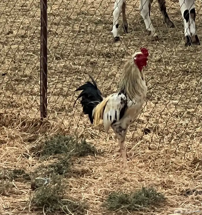 للبيع ديوك باكستاني ومهجن( تم البيع) 3