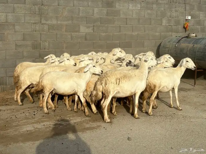 31 غنم حصيب كفو تم البيع 3