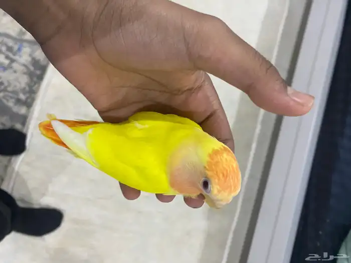 روز أليف 0