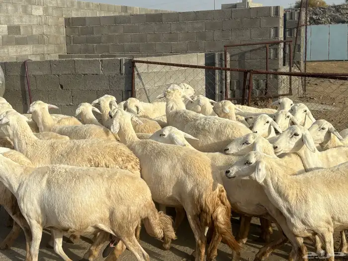 31 غنم حصيب كفو تم البيع 15