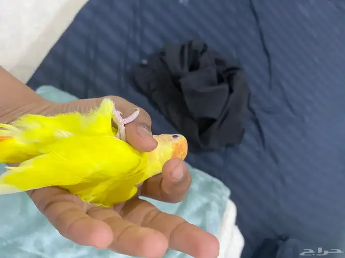 روز أليف 2