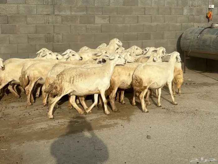 31 غنم حصيب كفو تم البيع 2