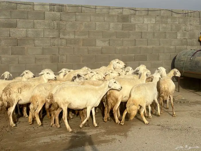 31 غنم حصيب كفو تم البيع 1