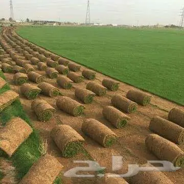 ثيل طبيعي ياباني انتورو فرنسي c2000ثيل الظل تجهيزتركيب ملاعب 4