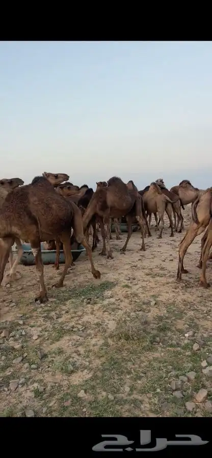 نياق للبيع 3