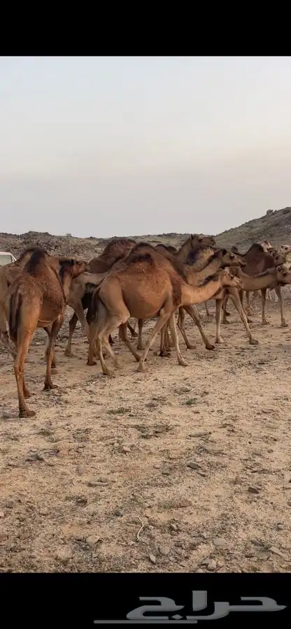 نياق للبيع 1