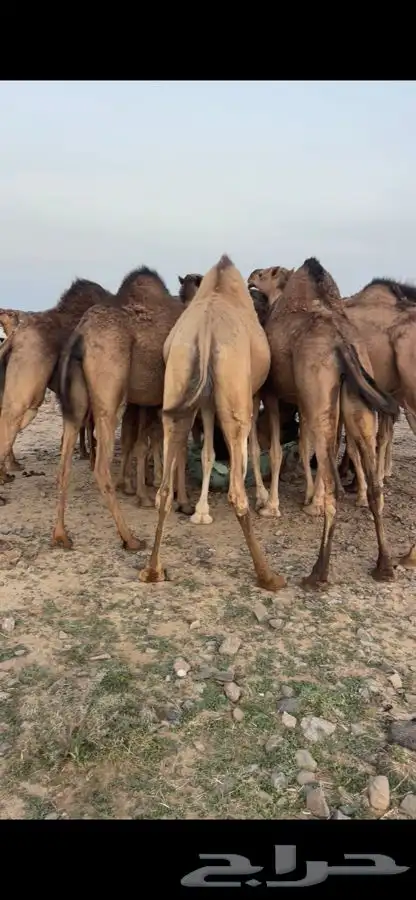 نياق للبيع 5