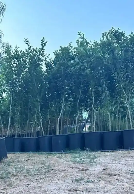 شتلات اشجار زينه وأشجار مثمرة 10