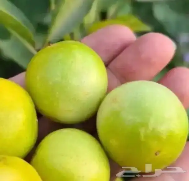 شتلات اشجار زينه وأشجار مثمرة 6