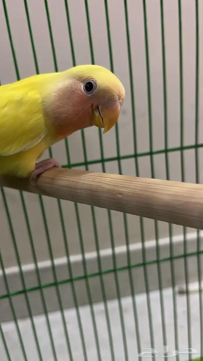 للبيع روز عيون حمر اصفر وليموني 9