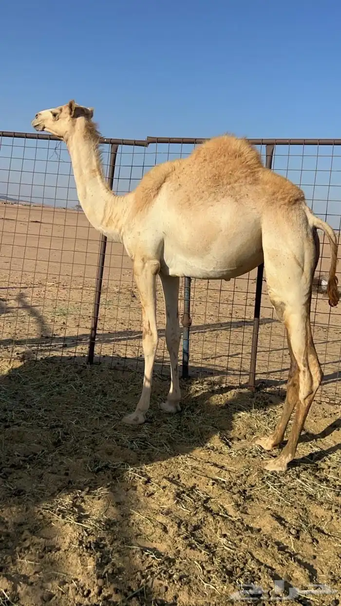 بكره هجن بكره بنت معزز جمل سوداني منتج 1
