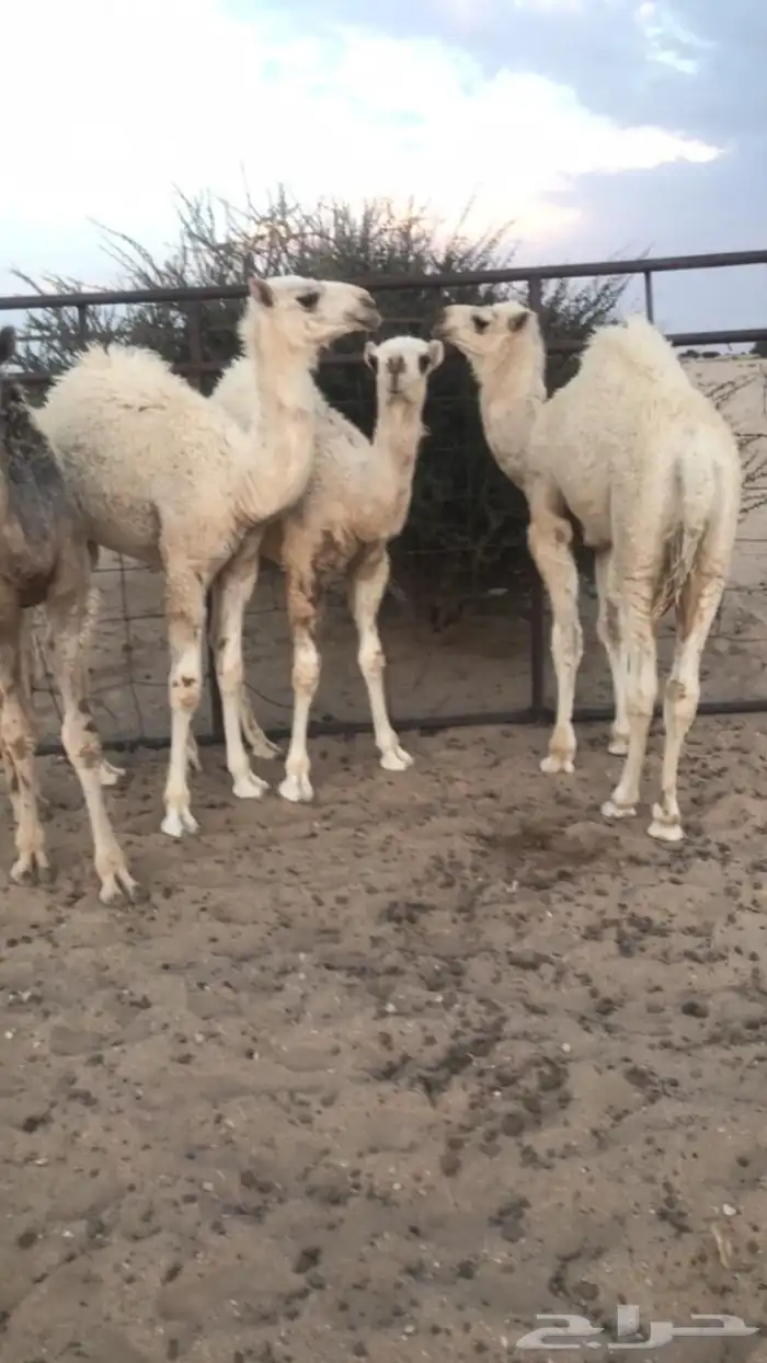حشو البيع سمان بل حيل اعمارها من 3شهور او 4 1