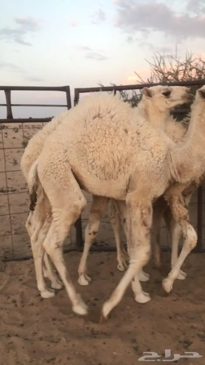 حشو البيع سمان بل حيل اعمارها من 3شهور او 4 2