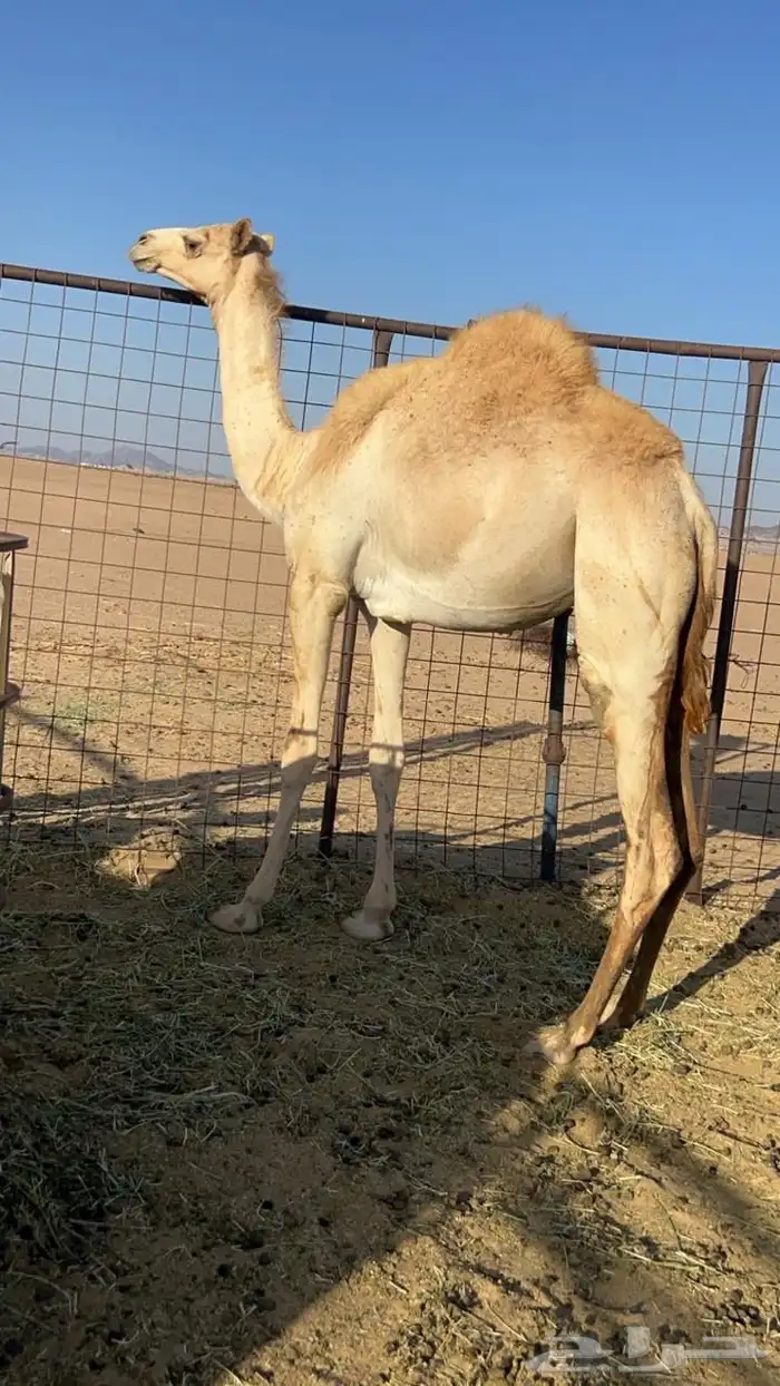 بكره هجن بكره بنت معزز جمل سوداني منتج 2