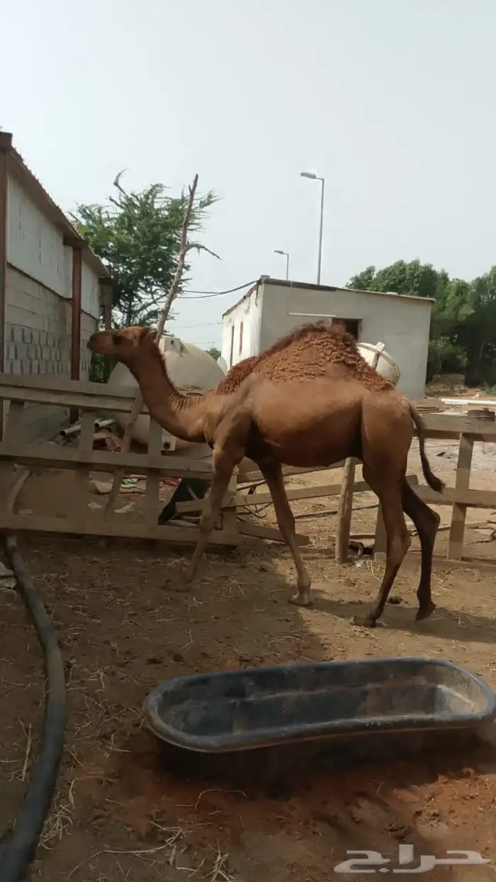 قعدان حشو سواحل للبيع (4) تم البيع 1