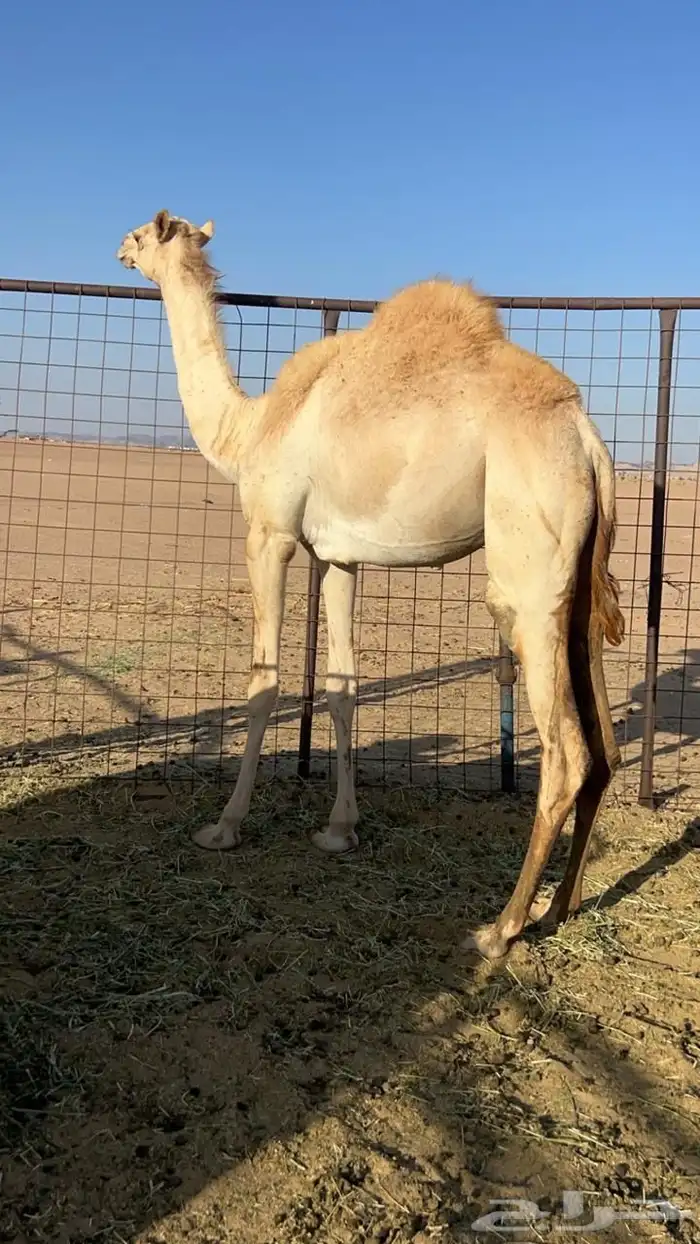 بكره هجن بكره بنت معزز جمل سوداني منتج 0