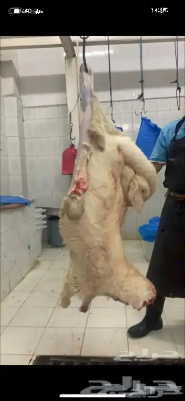 ذبايح حري وسواكني ابيض وحمري وتيوس مع الذبح والتوصيل 24