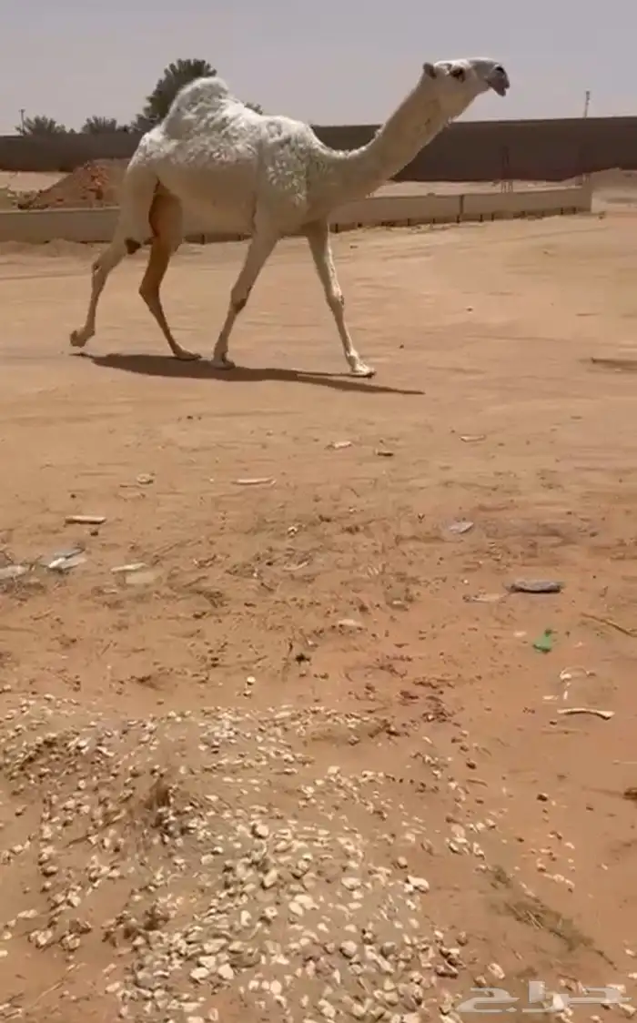 البيع بكره وضحى كفوو 4