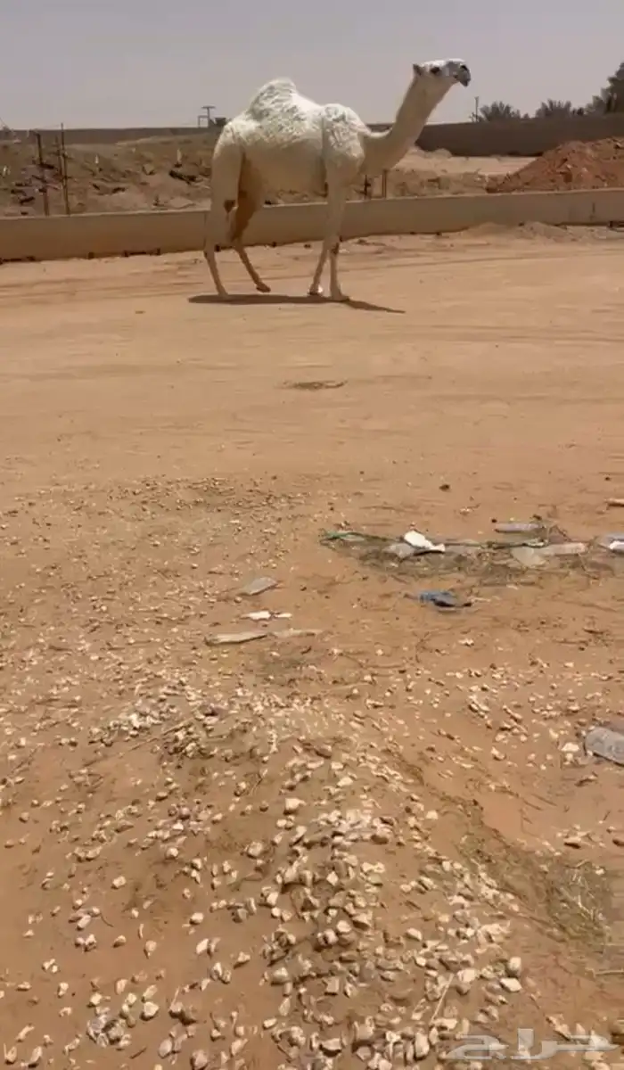 البيع بكره وضحى كفوو 3