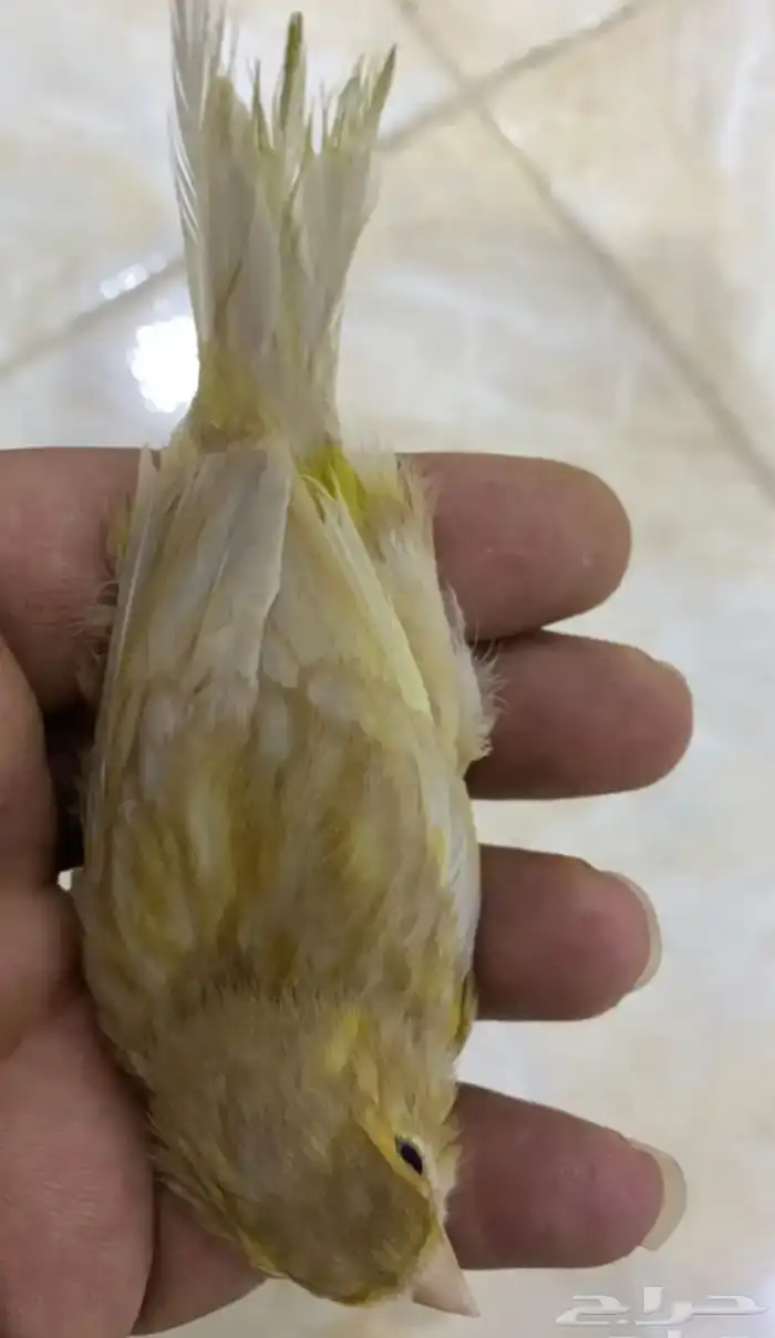 للبيع جوز كناري معاهم فرخ 1